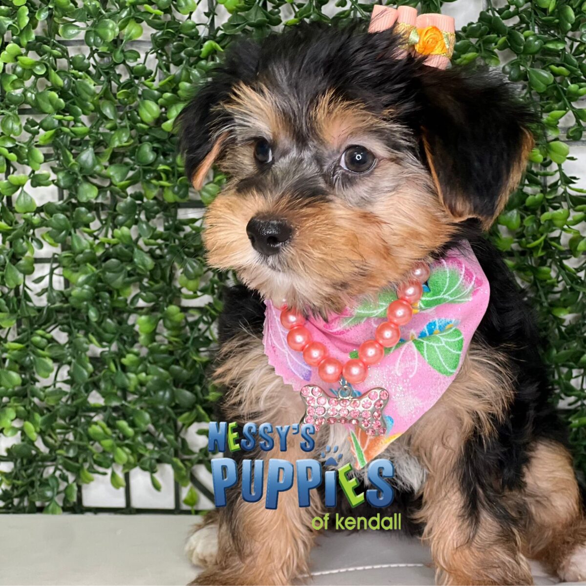 Yorkshire Terrier