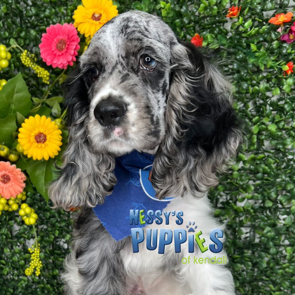 Cocker Spaniel