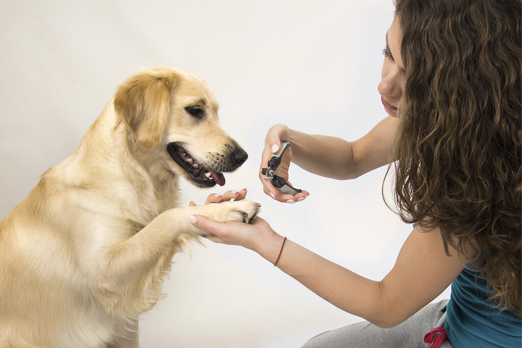 HOW TO TRIM DOG’S NAILS AT HOME – TIPS AND TRICKS