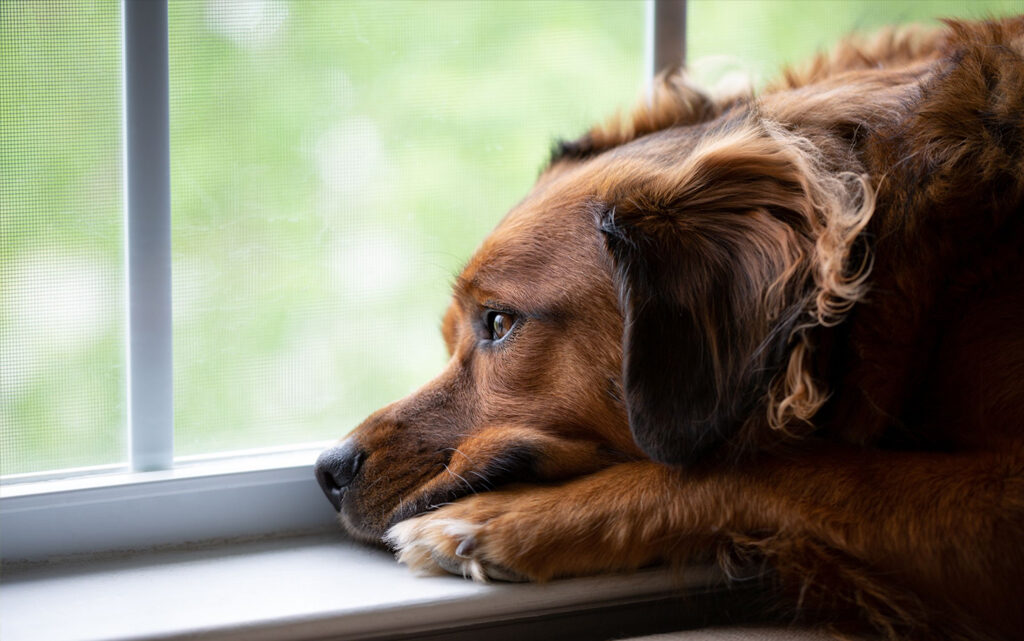 WHY YOU MUST LET YOUR DOG HAVE WINDOW VIEW
