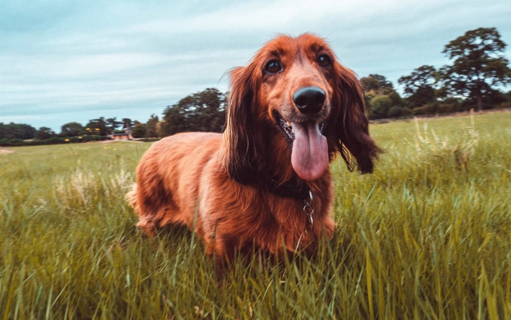 WHY DO DOGS RUN AWAY AND HOW TO AVOID IT Nessy Puppies of Kendall