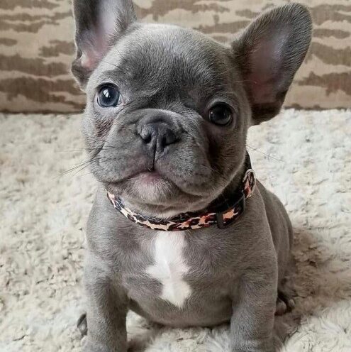FRENCH BULLDOG FOR SALE, WHY YOU SHOULD BUY FROM US?