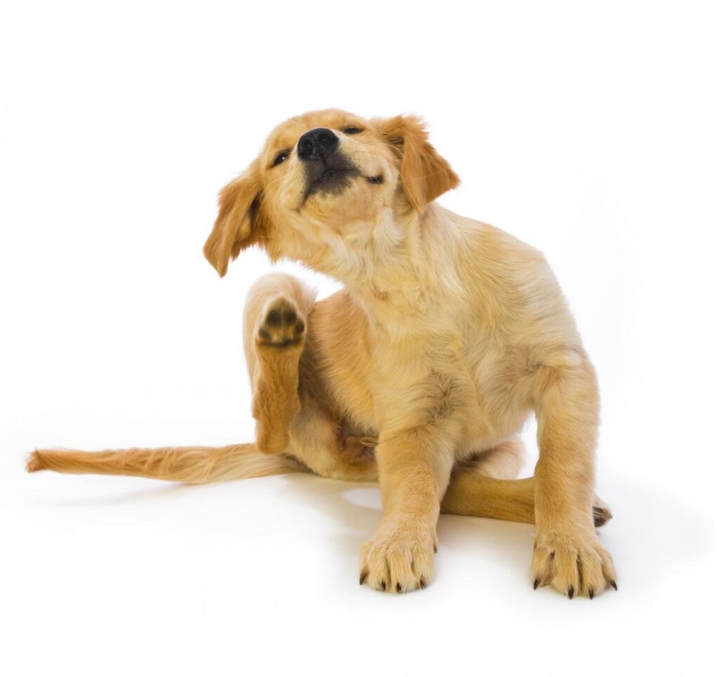 EVERYTHING YOU NEED TO KNOW ABOUT DOG FLEAS AND HOW TO ELIMINATE THEM