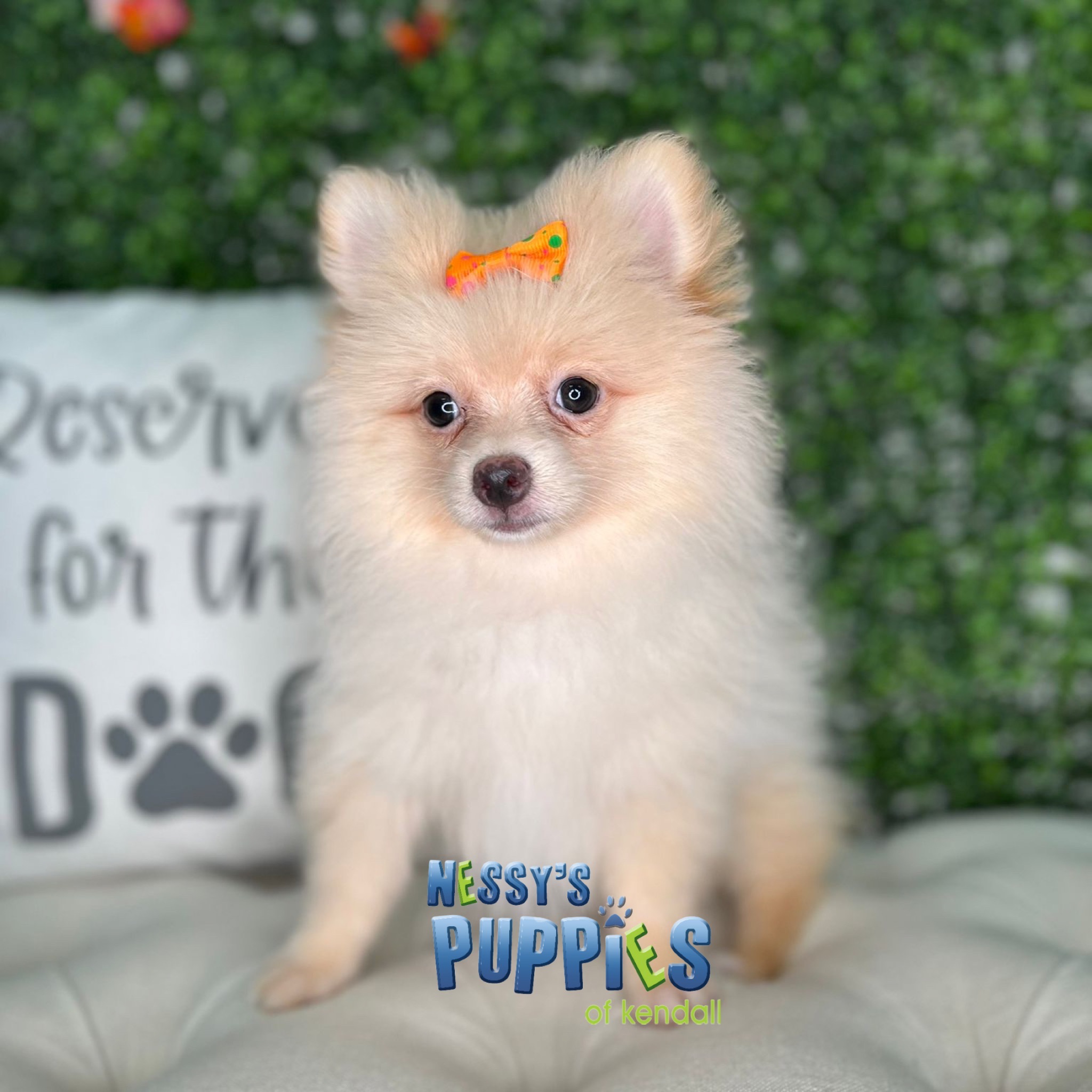 Nessy Puppies of Kendall – The best place to find the perfect puppy