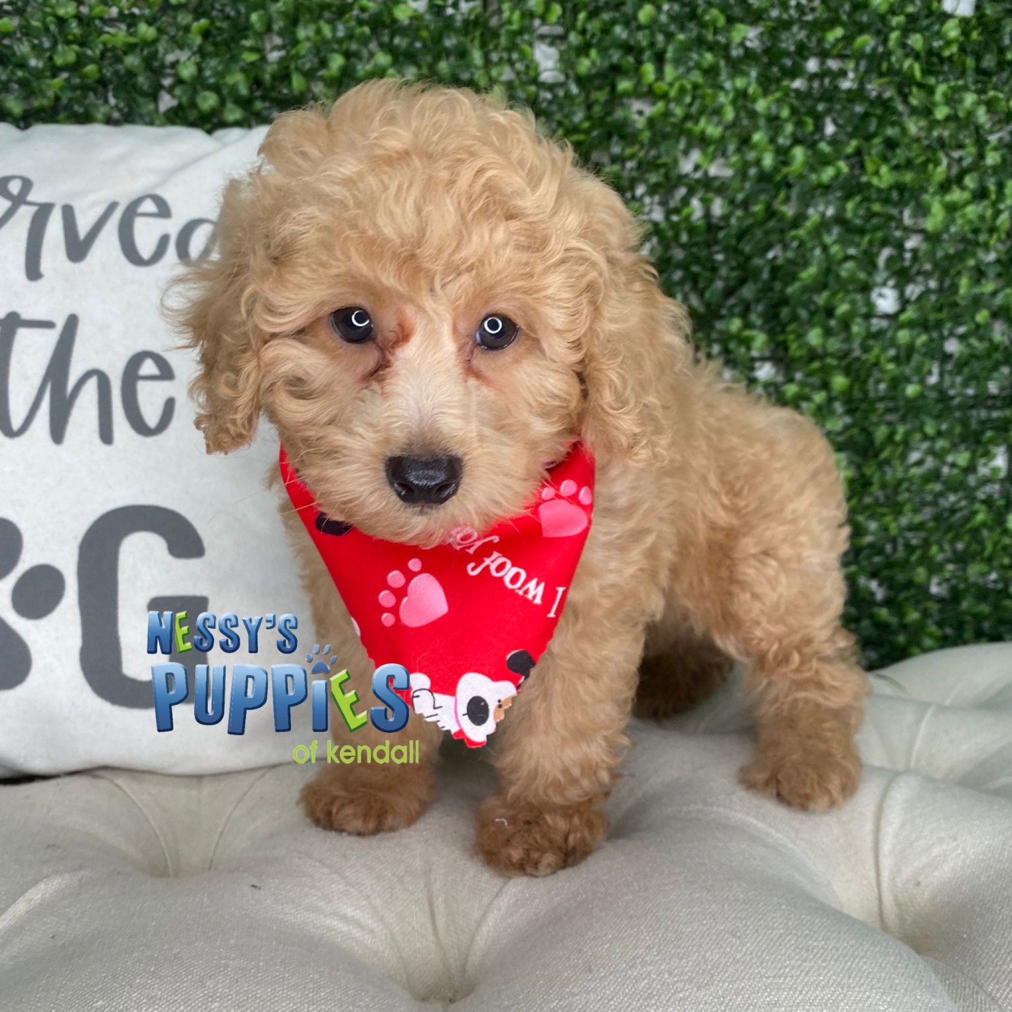 toy poodle puppies for sale miami fl