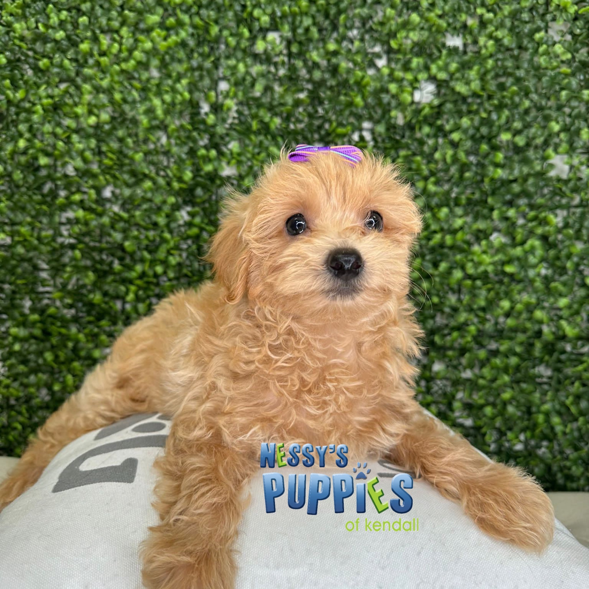 Nessy Puppies of Kendall The best place to find the perfect puppy