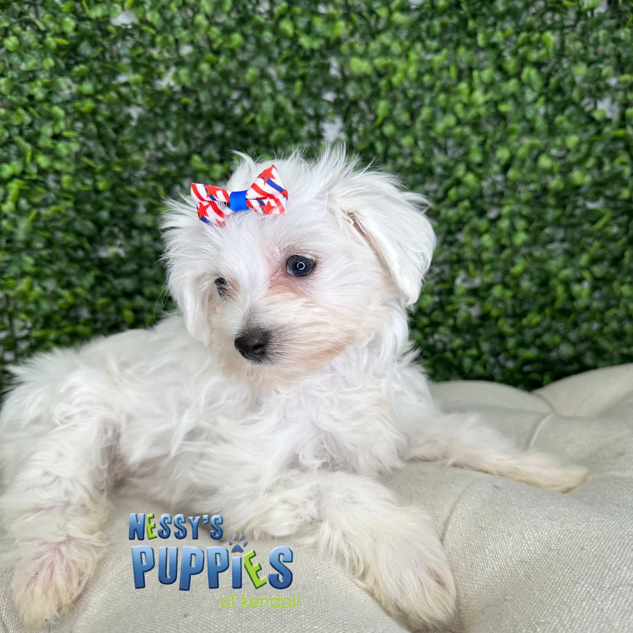 Nessy Puppies of Kendall The best place to find the perfect puppy