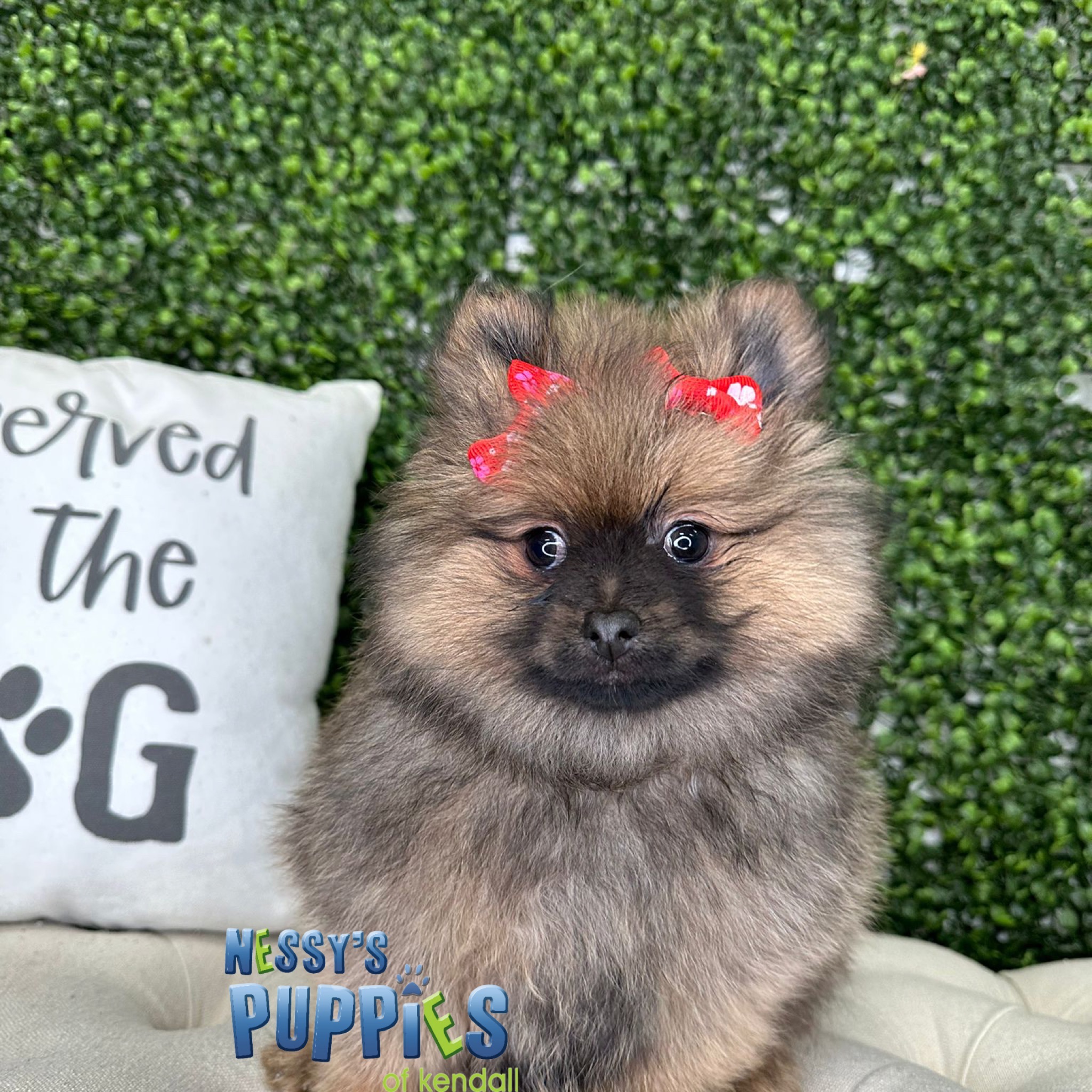 Nessy Puppies of Kendall The best place to find the perfect puppy