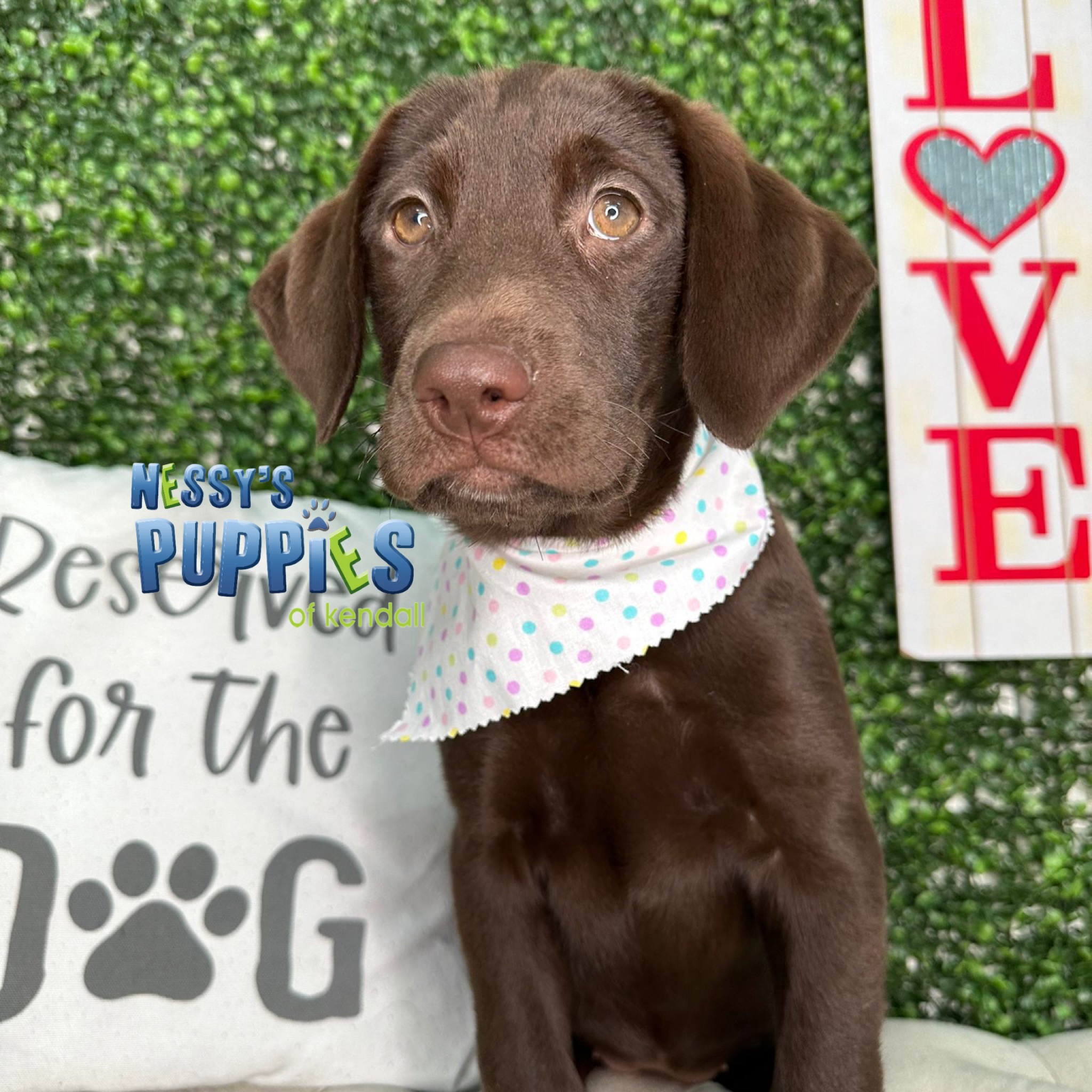 Labrador Retriever - Nessy Puppies of Kendall
