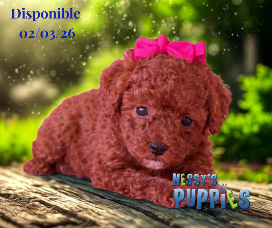 Toy Poodle
