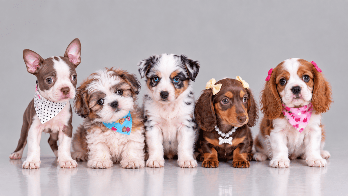 Puppies for sale