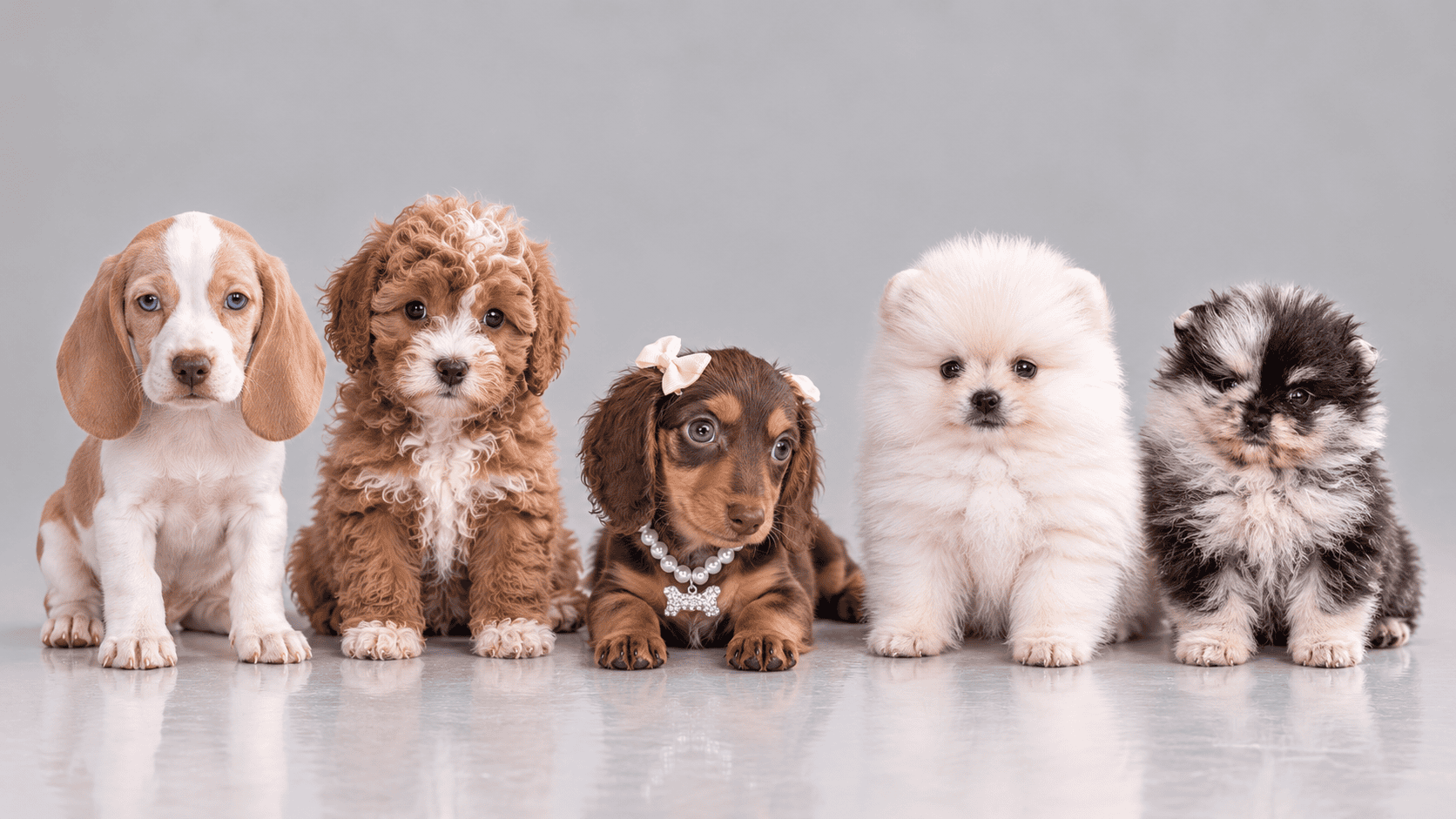 Puppies Banner